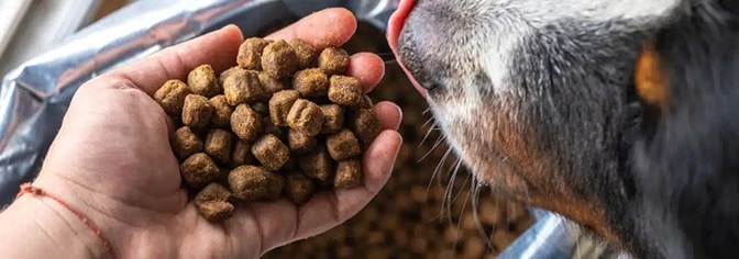 A dog eating dry pet food