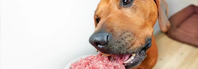 A dog eating meat
