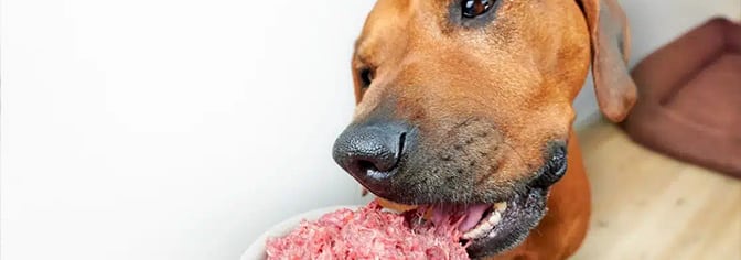 constantia-ffp-frozen-food-treats-card-bg A dog eating meat