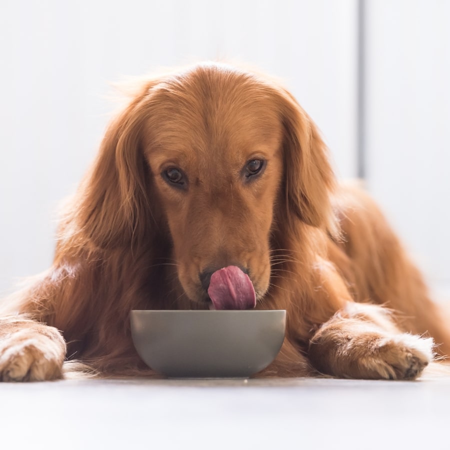 A dog eating food from a bowl