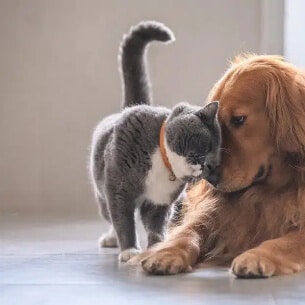 A dog and a cat playing with each other